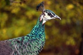 profile of peacock