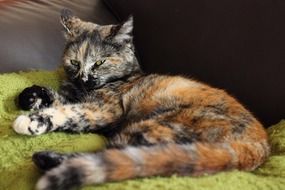 domestic cat lying on a green bedspread