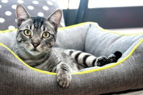 tabby cat lies on a gray pillow