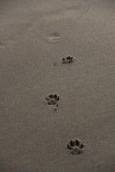 Dog's footprints on a sand beach