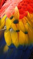 Parrot Bird Animal Tropical