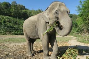 elephant is eating grass in Thailand