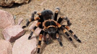 Colorful large hairy tarantula spider near the stones