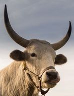 portrait of Bull Head with bridle