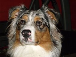 closeup australian shepherd photo