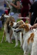 dogs at a dog show