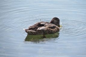water mallard bird