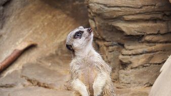 meerkat against the background of mountain formations