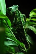 green chameleon on green leaves