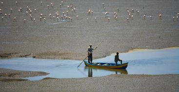 A lot of Flamingos and boat with the people