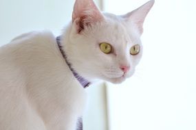 white cat with expressive eyes