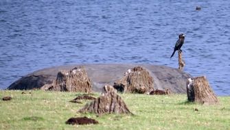 Little Cormorant Bird