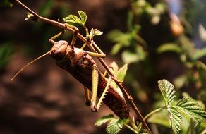 grasshopper on the bush twig