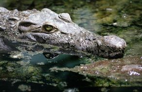 Crocodile in water