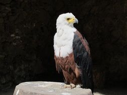 the bald eagle is on a rock