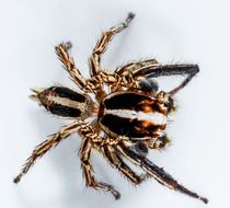 isolated jumping spider