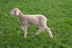 small lamb in a pasture