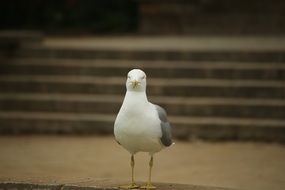 white-gray gull on the shore on a blurred background