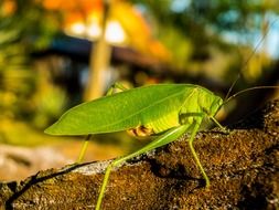 bright green grasshopper