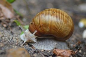 beautiful Snail on ground