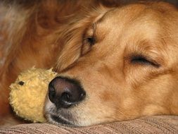 Golden Retriever is sleeping