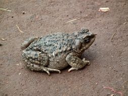 warty toad on brown ground