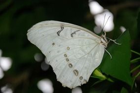 White butterfly sits on the leaf