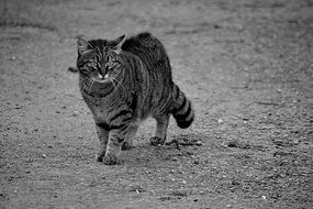 black and white photo of a cat on the street