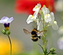 cute lovely Flowers and bee