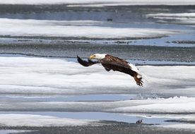 Bald Eagle Taking Flight off frosted water