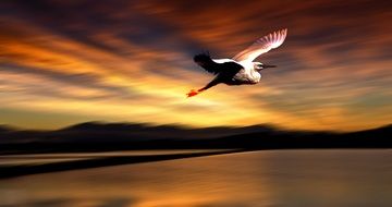 Bird in a flight at the sunset
