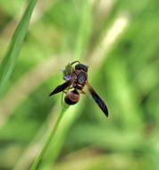 mason wasp on the blade of grass