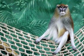 the monkey in the hammock