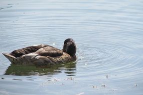 wild water duck on the water