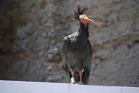 northern bald ibis