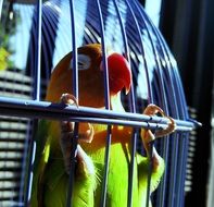 lovebird in a cage