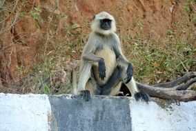 Gray Langur Monkey in India