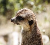 cute meerkat in a zoo