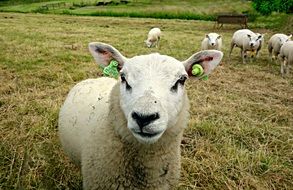 white milk sheep
