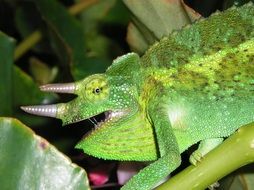 green chameleon with two horns close-up