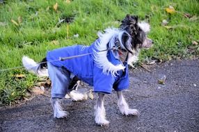 charming puppy in the park