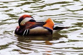 wild Mandarin Duck, colorful drake on Water