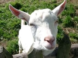 enchanting Goat Animal