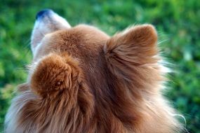 Fall Dog