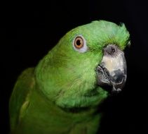 parrot with green plumage