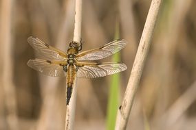 dragonfly on a wooden stick close-up