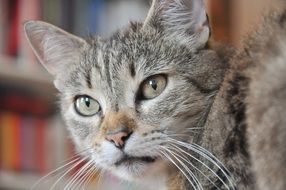 muzzle of grey domestic cat