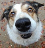 photo of a big black nose of a dog