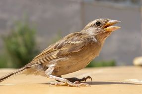 gorgeous beauty Sparrow Bird