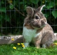 little gray rabbit on green grass
